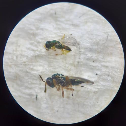 Mesopolobus mediterraneus